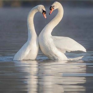 Meet your Posher, Skeeter